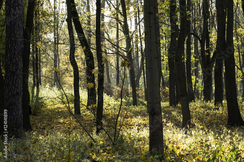 Sunny autumn forest or park