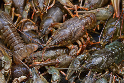 A large cluster of fresh, raw crayfish