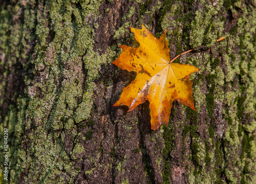 Wet autumn yellow leaf lies on the bark of a tree on a green mos