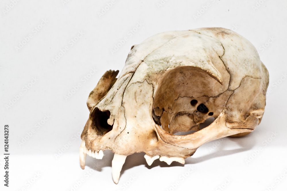 Fototapeta premium Череп домашней кошки