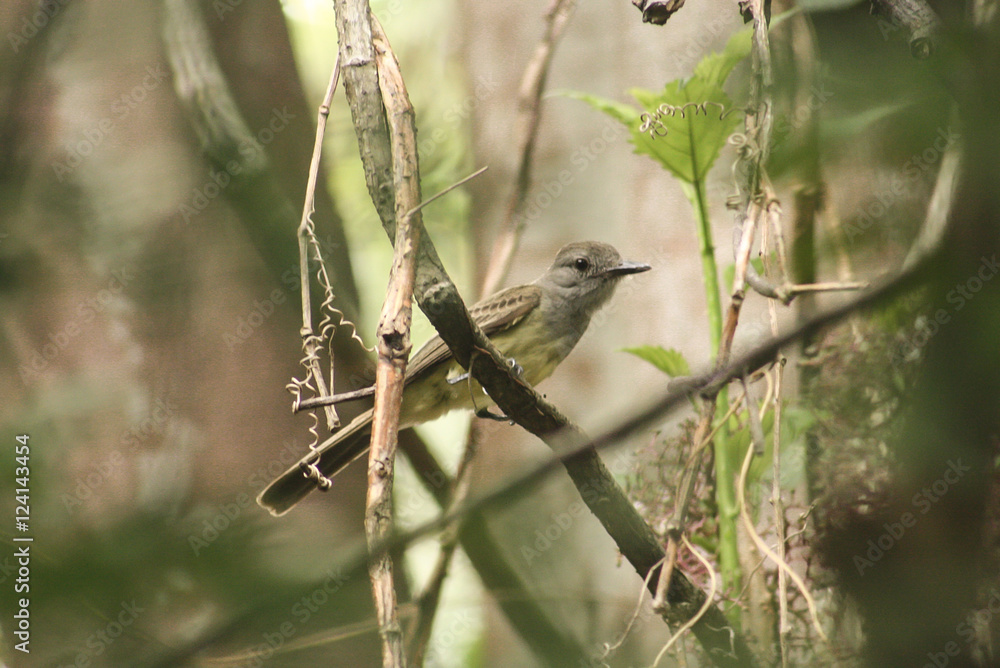 Fototapeta premium Bird