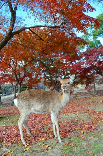 deer in Nara