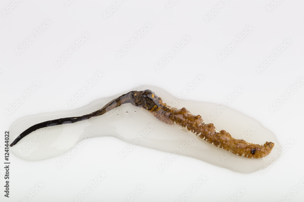 Obraz premium Traditional Chinese Medicine - Cordyceps sinensis and honey
