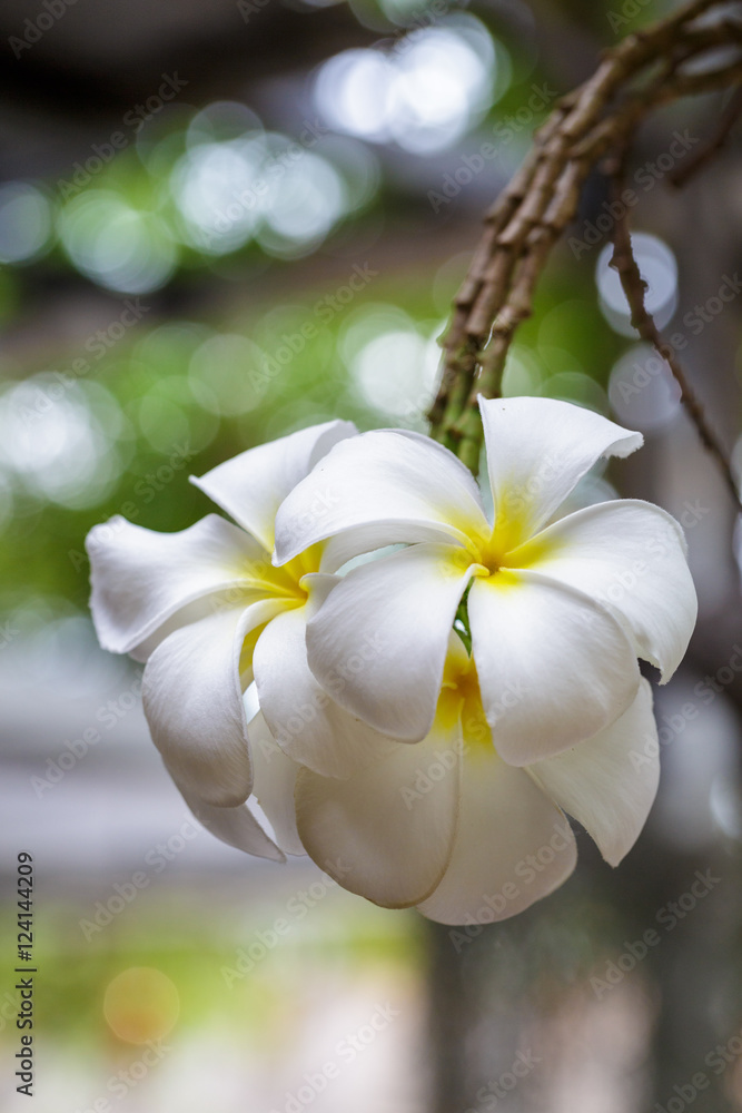 Plumeria Plumeria