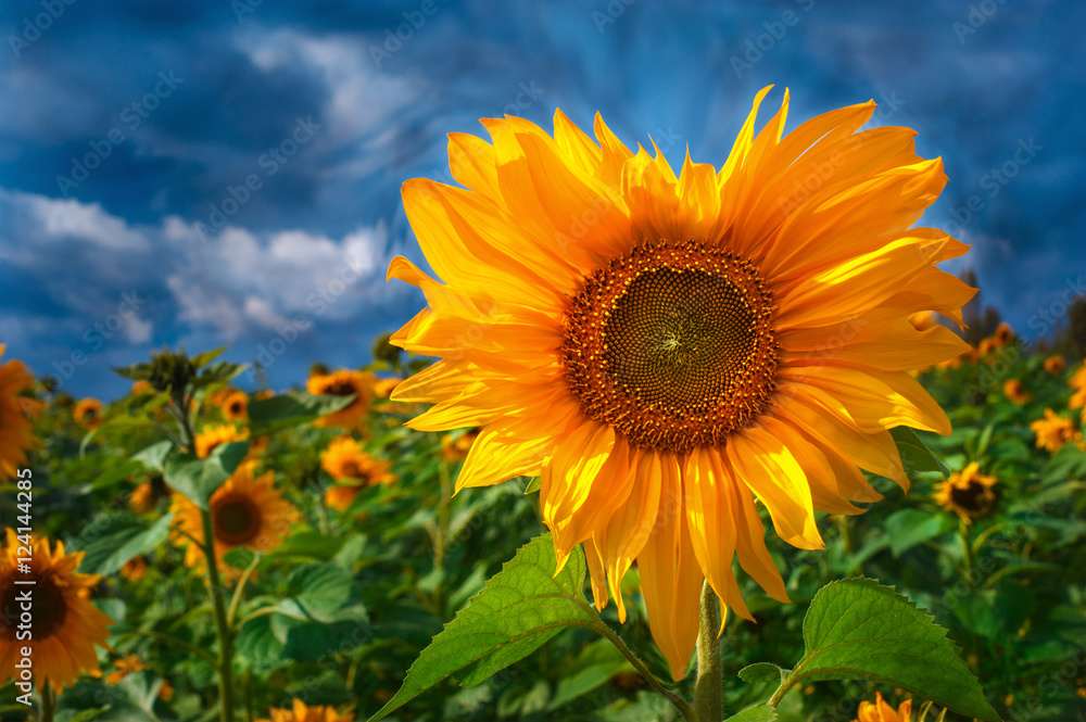 Fototapeta premium Flower like heart