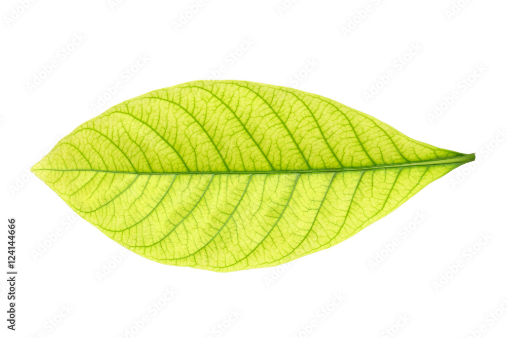 Obraz premium green leaf on white background