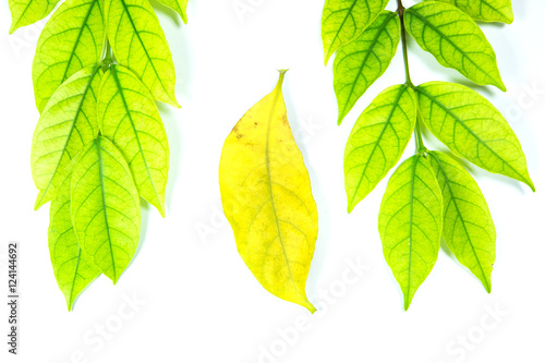 Green leaves and yellow leaves on a white background