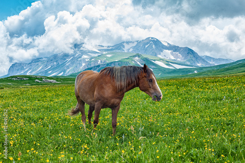 Horse grazing in mountain valley © mikelaptev