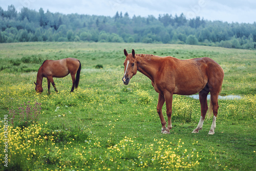 Two horses grazing in field