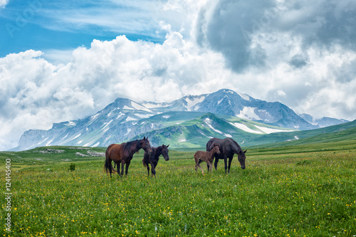 Wild horses grazing in mountain valley