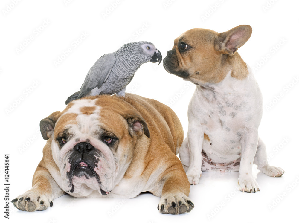 bulldogs and parrot