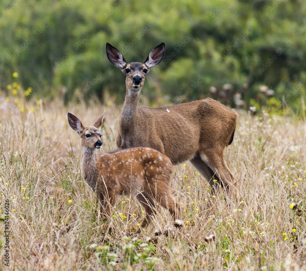 Fototapeta premium Deer Family Portrair