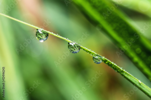 Fresh green grass with dew drops close up