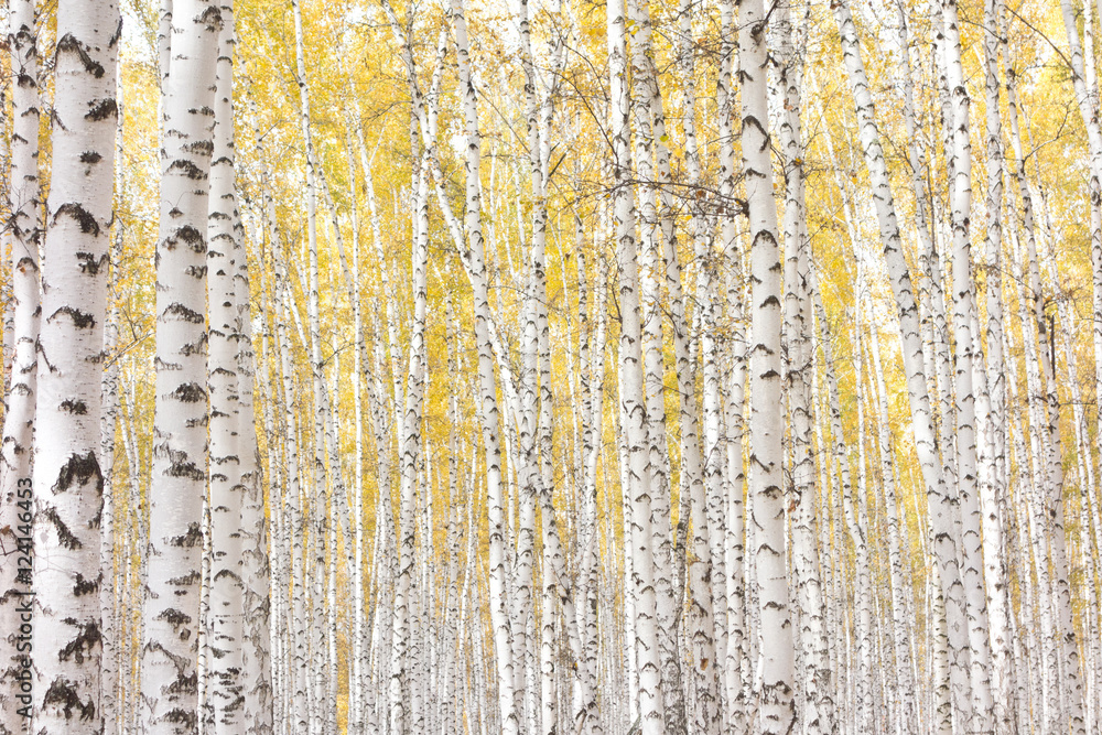 Obraz premium autumn birch forest