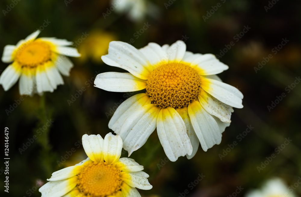 Fototapeta premium Some Close Daisies