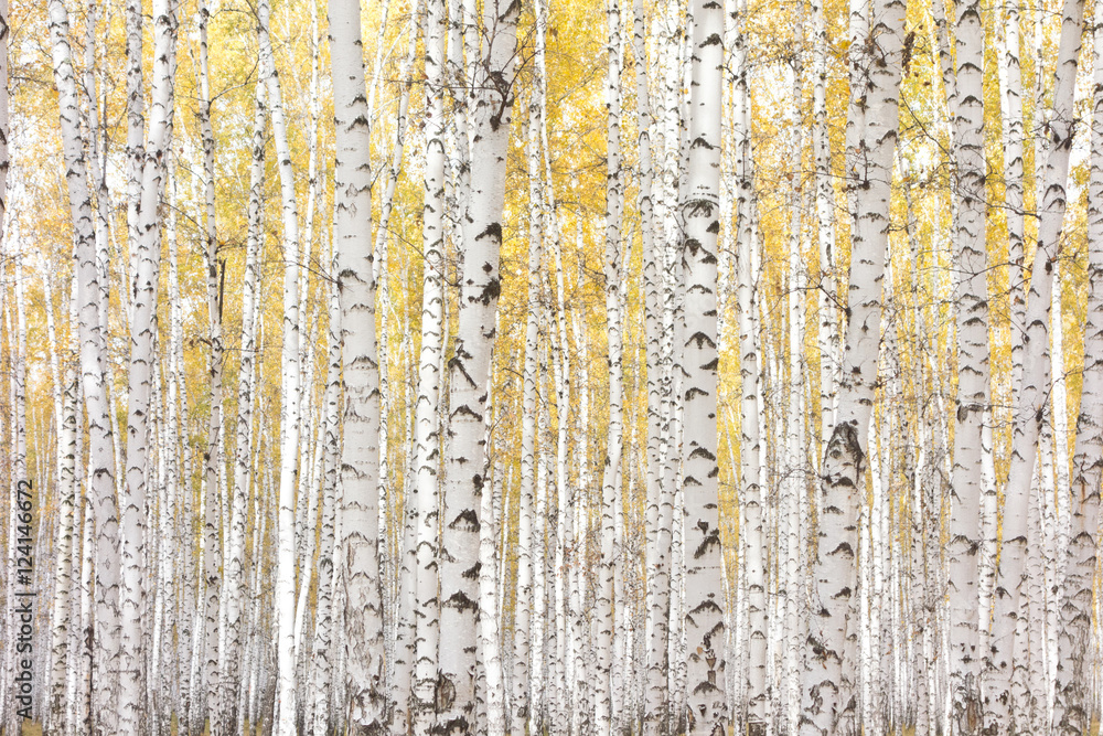 Obraz premium autumn birch forest