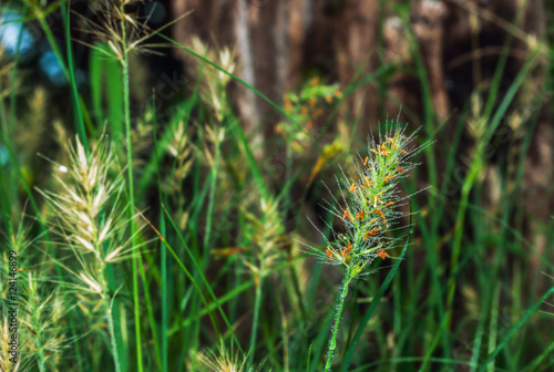 Water drops on grass flowers with nature background