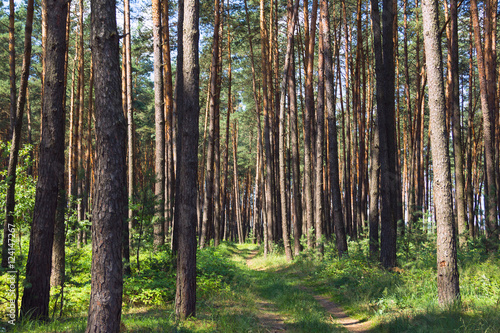 pine forest with footpath