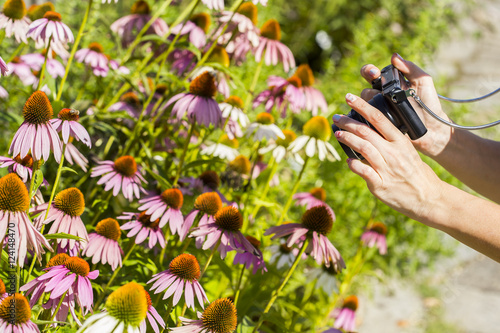 Photographing ehinacea purpurea photo