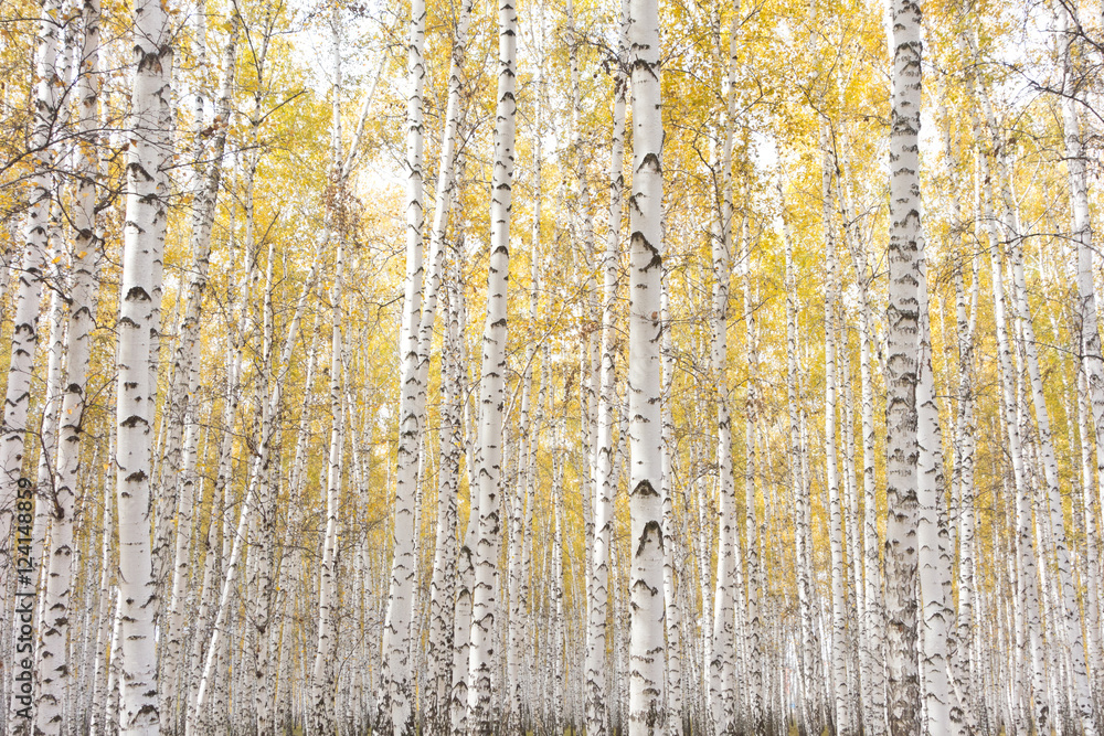 Obraz premium autumn birch forest