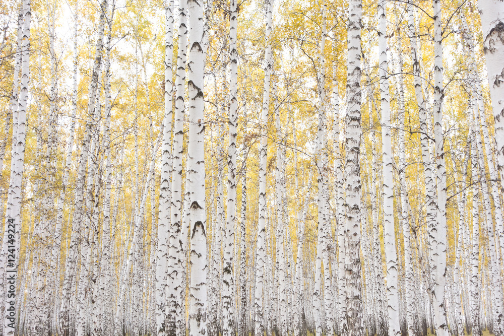 Obraz premium autumn birch forest
