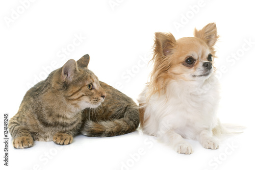 tabby kitten and chihuahua © cynoclub