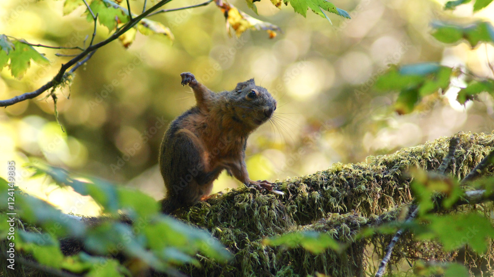 Obraz premium Hoh Rain Forest, Olympic National Park, WASHINGTON USA - October 2014: Red Squirrel sitting on a moss covered tree