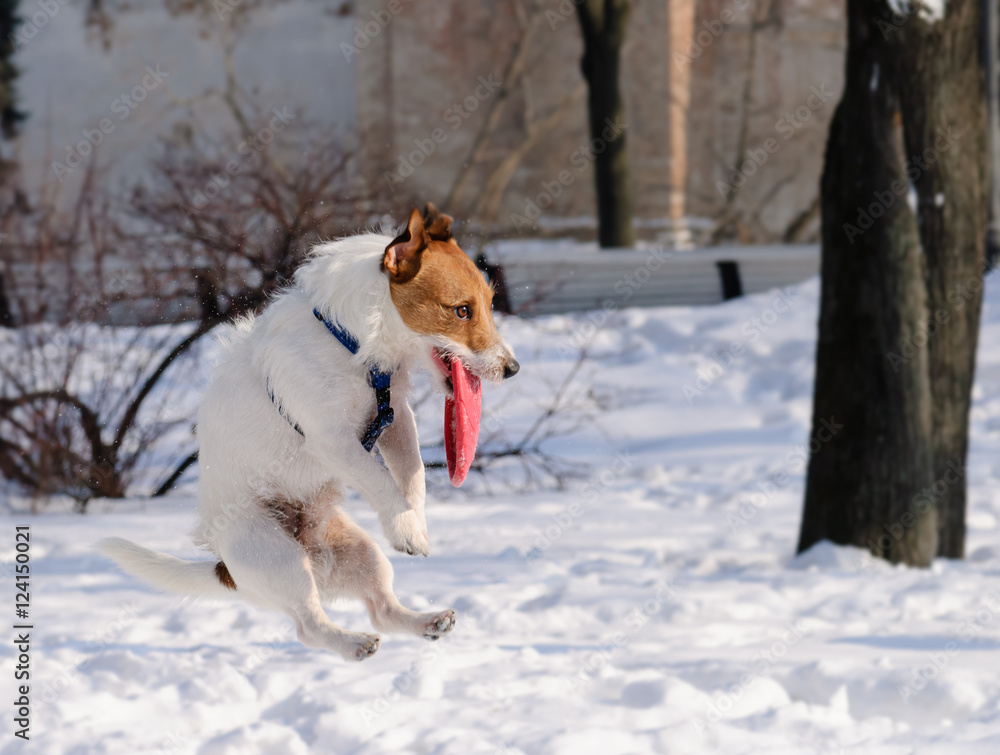 Dog jumping and catching red flying disc at winter park Dog jumping and catching red flying disc at winter park