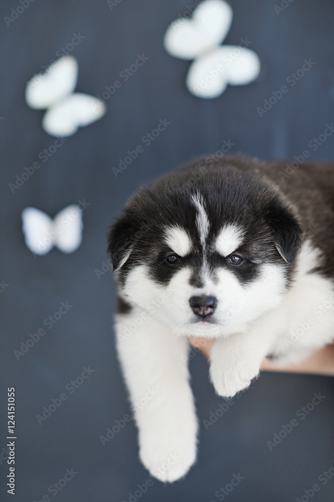 High bred adorable Siberian Husky puppy as the sweetest present