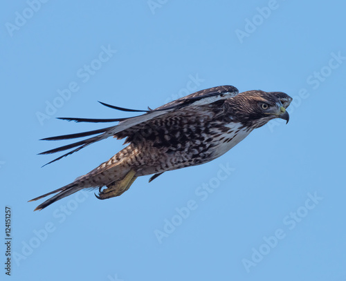 Juvenile Red Tail Hawk