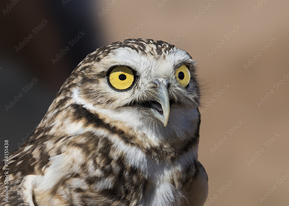 Burrowing Owl (Athene cunicularia) Hunter Burrowing Owl (Athene cunicularia) Hunter