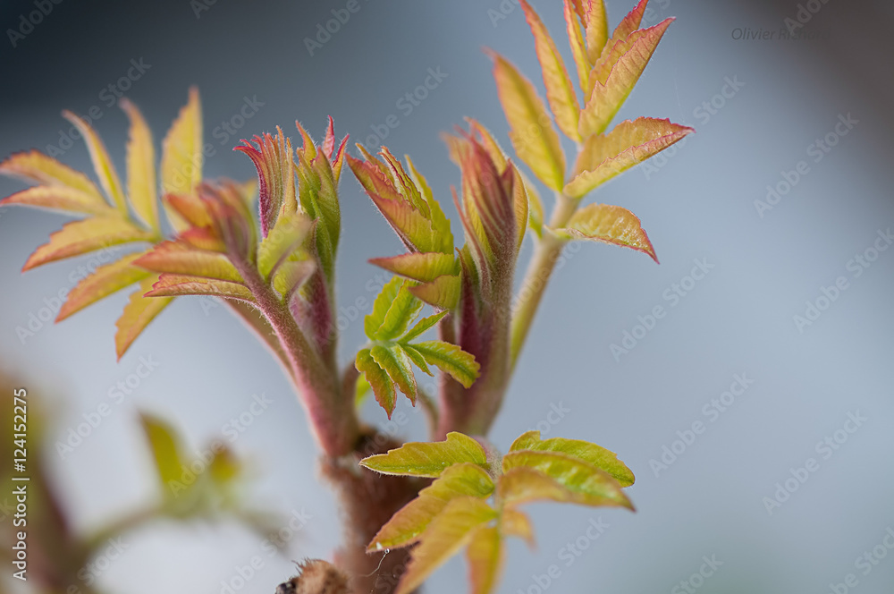 sumac sumac