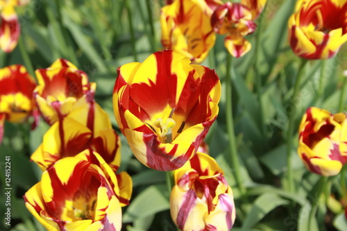 Mehrfarbige Tulpen im Sonnenlicht