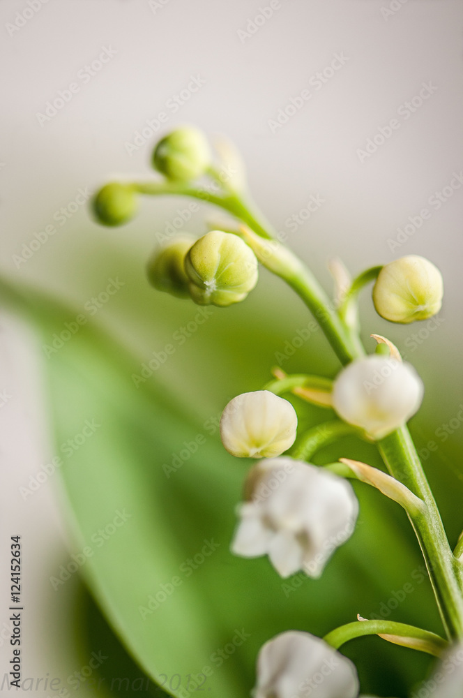 Fototapeta premium muguet