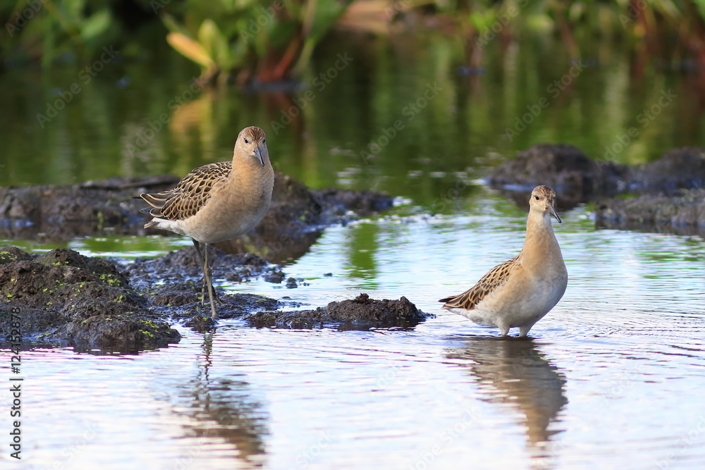 Fototapeta premium Ruffs among the thickets in the swamp