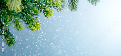 Fir branch in snow