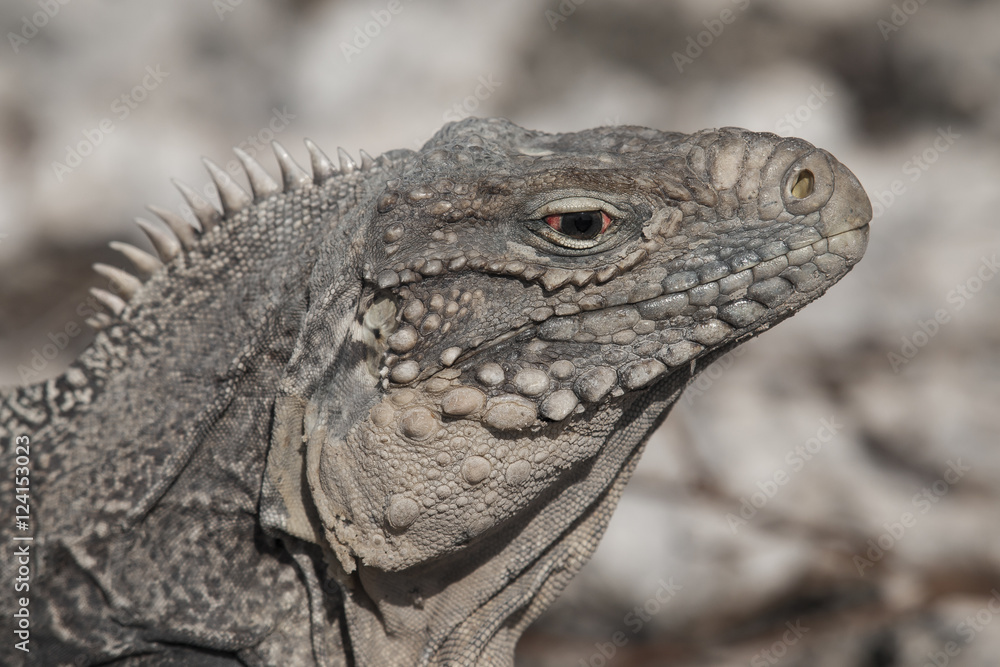 Fototapeta premium Closeup of a iguana
