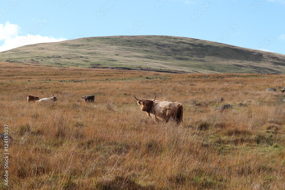 grazing longhorn cow in autumn grazing longhorn cow in autumn