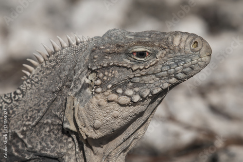 Closeup of a iguana