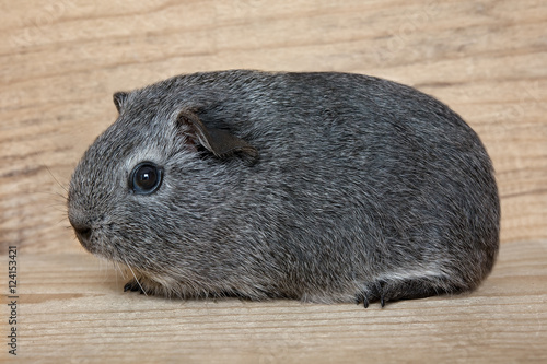 Glatthaar-Meerschweinchen (Jungtier)