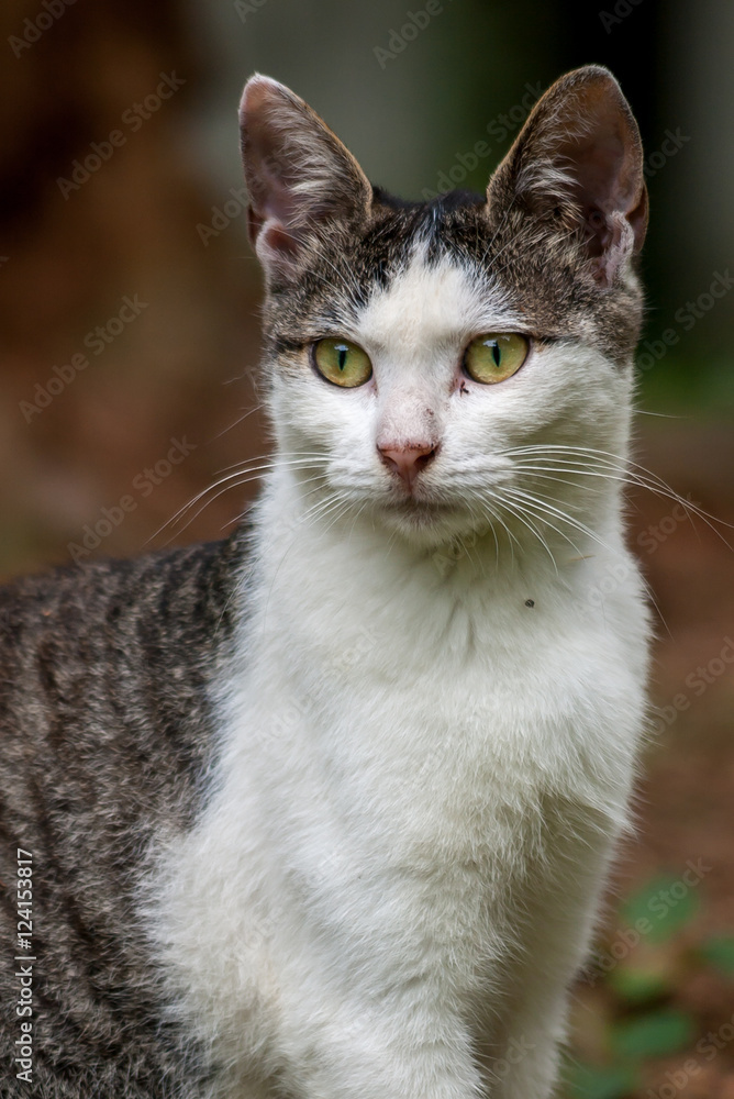 Front view of a stray cat