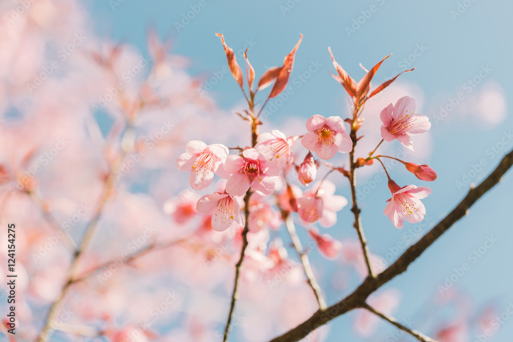 Pink cherry blossom flower Pink cherry blossom flower
