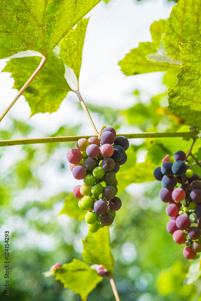 Grapes on vine Grapes on vine