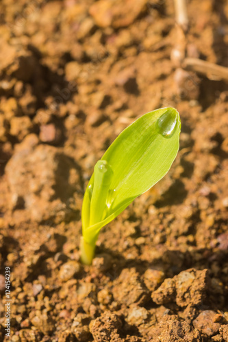 Konstfotografi Corn seedling germinate in field with water drop on leave