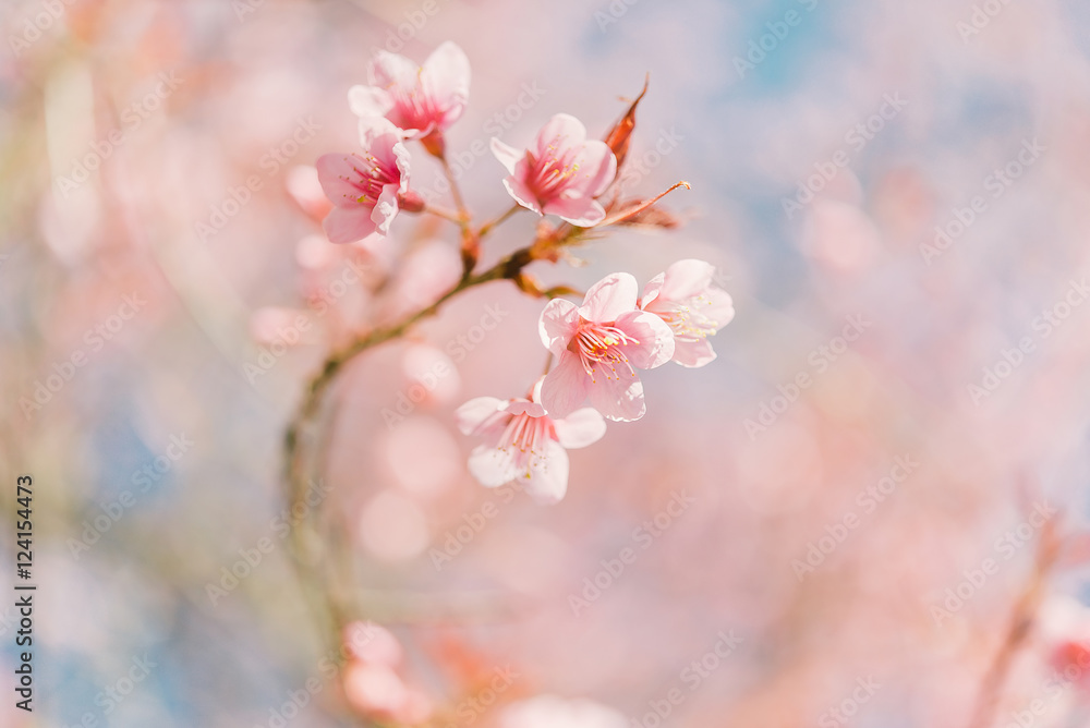 Pink cherry blossom flower