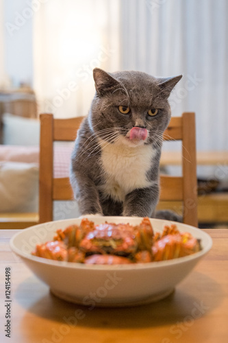 The British shorthair and a plate of crabs