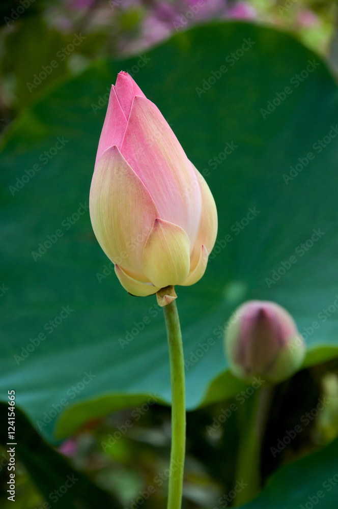 Lotus flower Lotus flower