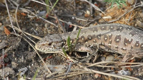 Female, pregnant sand lizard (Lacerta agilis) sunbathing on forest floor