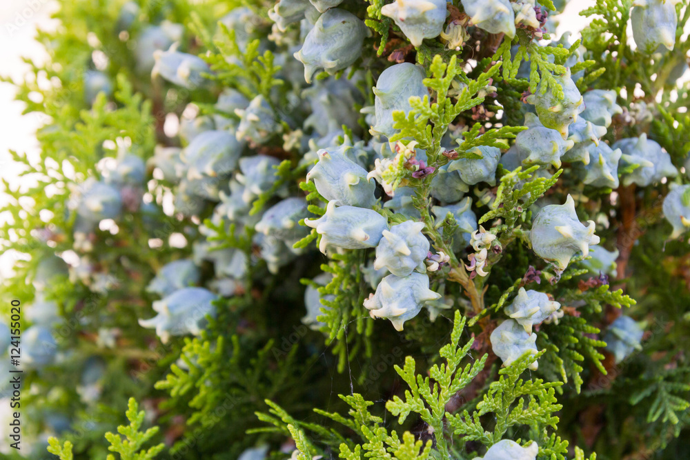 Green arborvitae tree shrub with cones Green arborvitae tree shrub with cones