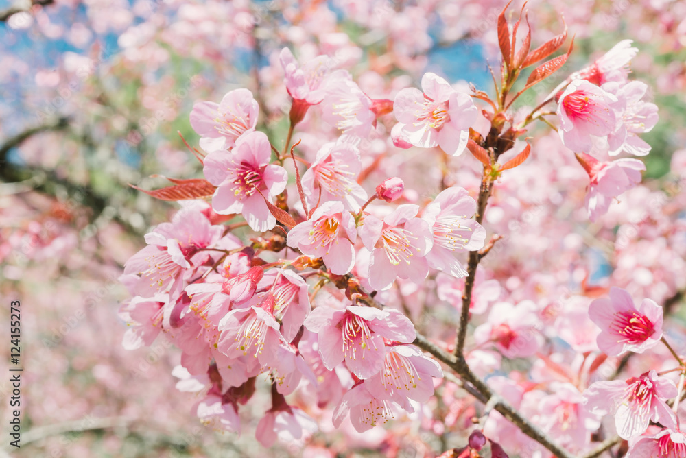 Pink cherry blossom flower